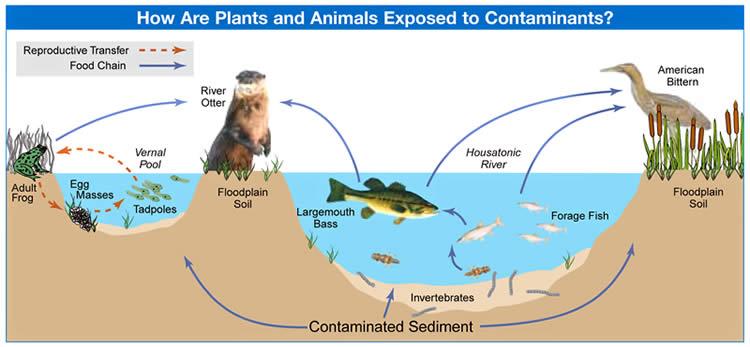 Diagram explaining how plants and animals are exposed to contaminants.