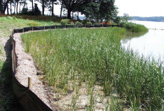 Example of Living Shorelines restoration work performed by students from Virginia Institute of Marine Science