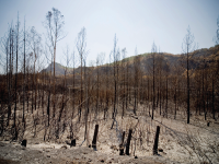 Photo: Trees burnt in a wildfire