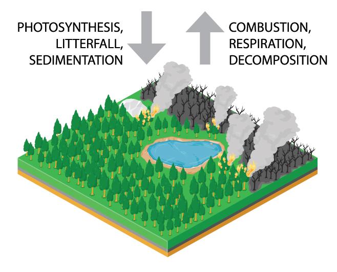 Infographic showing the basics of the carbon cycle, including photosynthesis, litterfall, sedimentation, combustion, respiration, and decomposition.