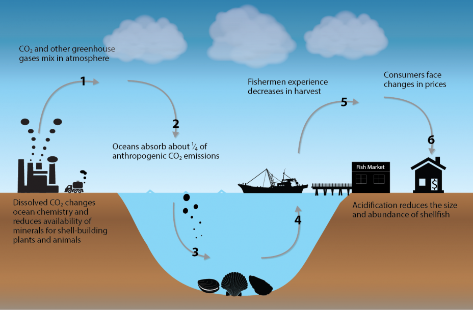 Climate Action Benefits: Shellfish | Climate Change in the United