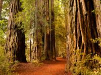 Photo: Dense forest