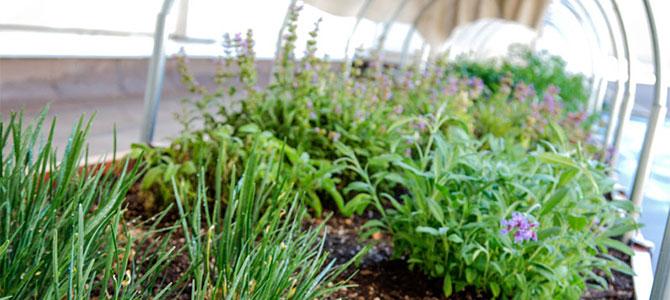 Rooftop herb garden at MGM's Bellagio hotel uses compost from food waste.