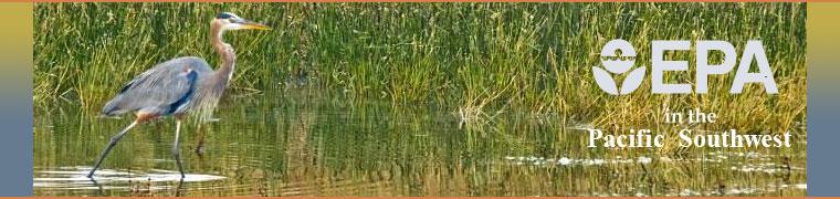 Blue Heron in a wetland