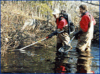 Scientist using backpack electro fishing technique.