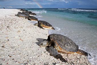 Green sea turtles emerging from ocean water onto sandy beach with rainbow in background.