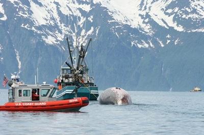 Humpback whale carcass being towed out for dumping.