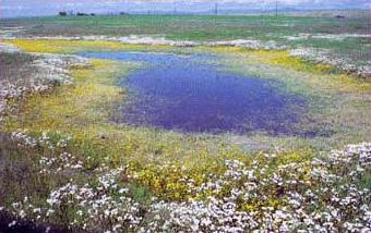 A Vernal Pool in California - blue water bordered by yellow and white flowers and grasses