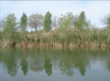 Wetlands at 12 Mile Lake on the Colorado River Indian Tribe's Reservation.