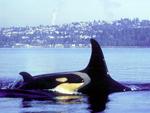 Middle Green River and Orca Whales