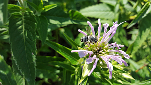 Photo of a bee on a flower