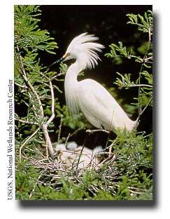 egret