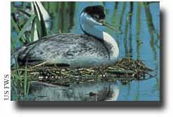 grebe