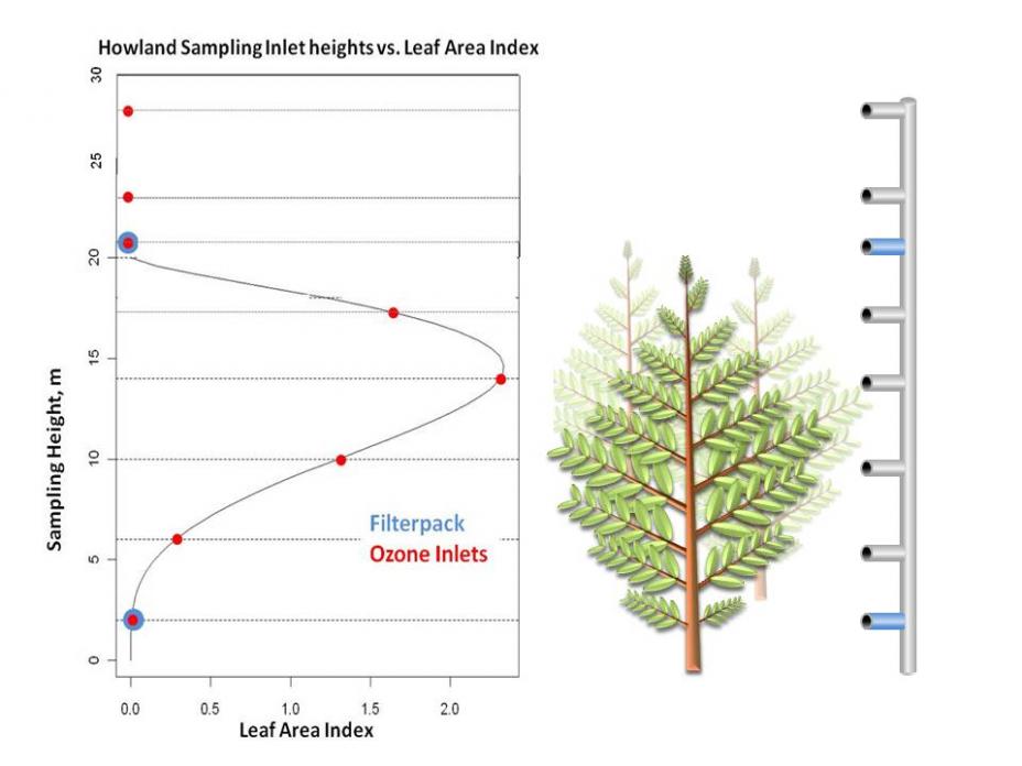 An info-graphic displaying the Howland sampling height to the leaf area index.