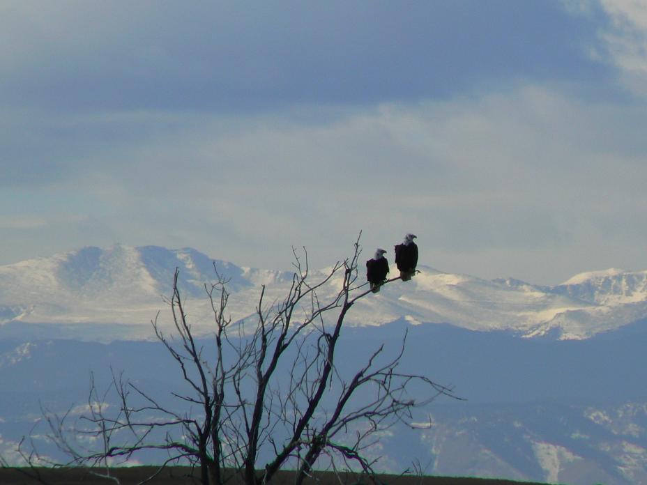 A pair of bald eagles roosting