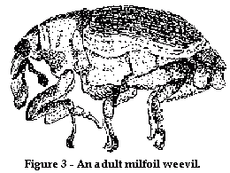 Figure 3 - an adult milfoil weevil