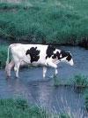 Cow walking though stream