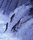 Photograph of salmon jumping and swimming upstream.