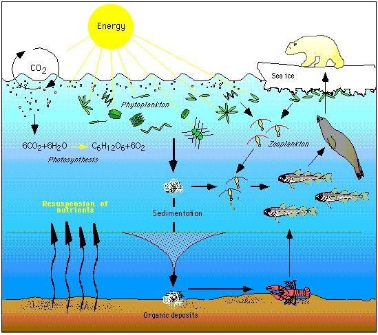 Illustration of the arctic marine food web. Energy from the sun and carbon dioxide are used for photosynthesis by phytoplankton which are consumed by zooplankton or create sedimentation. These are ultimately consumed by animals further up the food chain.