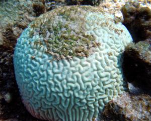 Фотография очень белого коралла с зеленым наростом сверху.