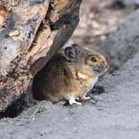 Photograph of a pika sitting under a rock.