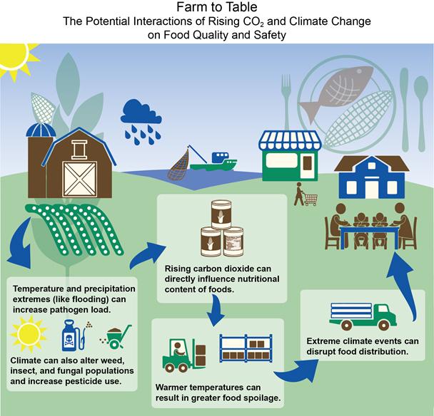 Diagram showing human food moving from production to consumption. Pathogen load can increase due to temperature and precipitation extremes. Climate can alter weed, insect, and fungal populations, and increase pesticide use.