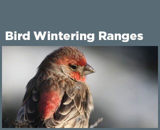 Bird Wintering Ranges