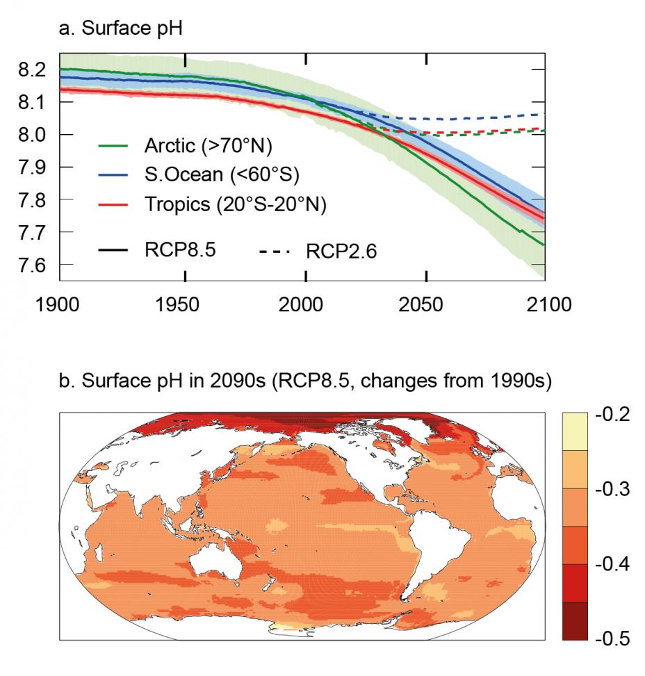 2 figures: 1st, graph showing declines in surface pH in the Arctic, S.Ocean, & Tropics from 8.1-8.2 in 1900 to 7.5-7.8 under RCP8.5 and 8.0-8.1 under RCP2.6 in 2100 . Then, a map shows change in surface pH in the 2090s. Most of the planet declines 0.3-0.5