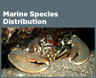 Marine Species Distribution