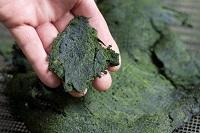 Algae grown on nutrients from dairy wastewater