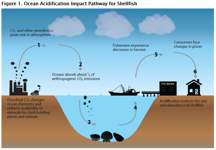 Process Diagram: Impact pathway of carbon dioxide emissions on the shellfish market