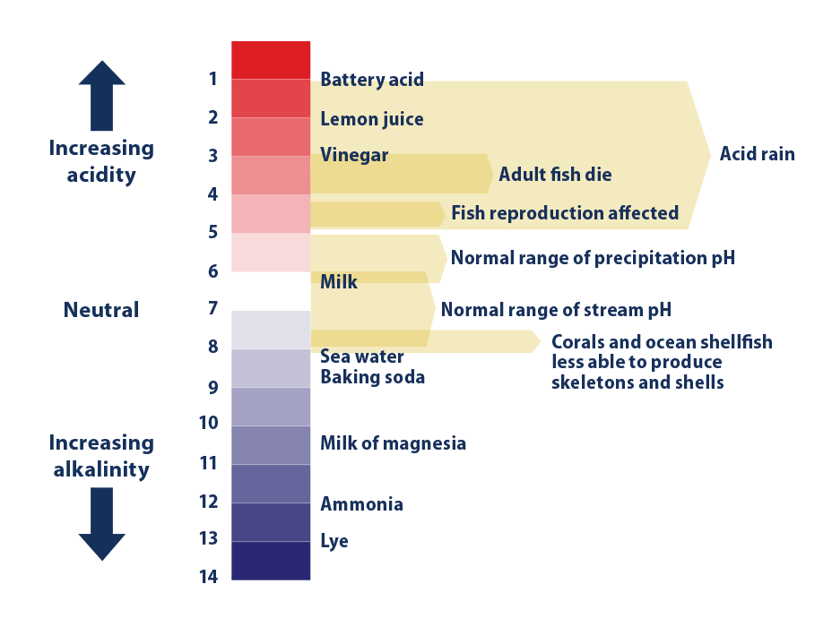 Diagram illustrating the pH scale with reference to several common substances.