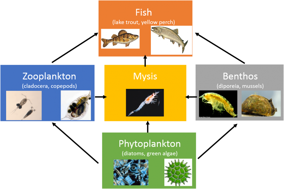 Great Lakes Lower Food Web