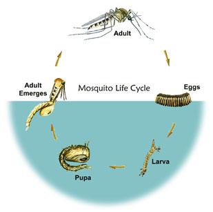 Illustration of the Mosquito Life Cycle