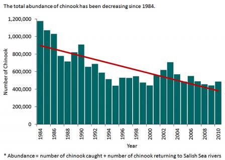 Chart showing the decreasing trend in the number of Chinook salmon in the Salish Sea since 1984.