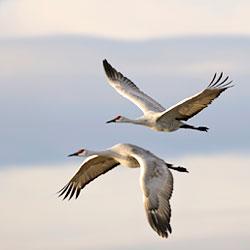 Protecting San Francisco Bay Delta Watershed water quality through enforcement of the Clean Water Act will benefit local wildlife like this pair of Sandhill Cranes shown flying in formation