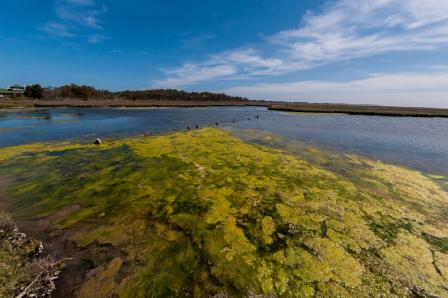 algae on a lake