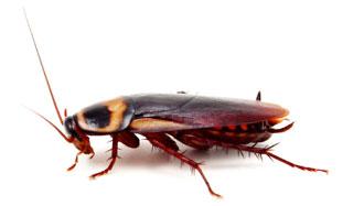 A picture of a cockroach