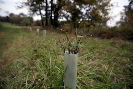 This image shows a newly planted riparian buffer in the Chesapeake Bay Watershed. This is just one best management practice (BMP) that jurisdictions are implementing to help restore the Chesapeake Bay. 