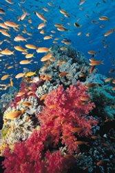 Fish and Coral Reef