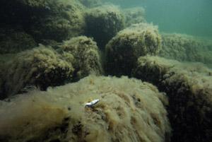 Underwater image of dying aquatic life