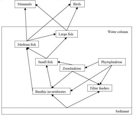 A diagram of the aquatic food web