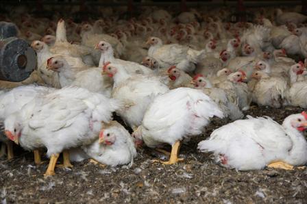 A group of chickens in a holding facility