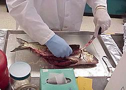 Scientist preparing fish sample for lab analysis.