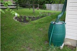 Rain barrel collecting water from a drainspout