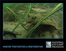 Cover of NEP Habitat Protection and Restoration booklet