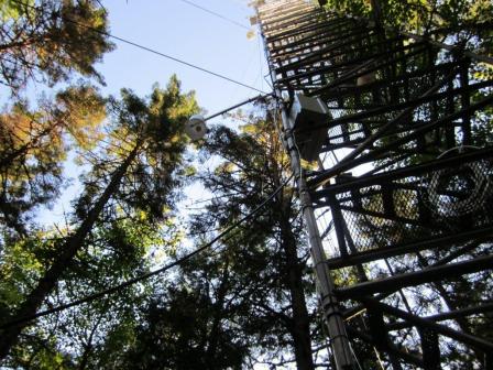 A photo looking up at the tree canopy at the Ameriflux sampling site.
