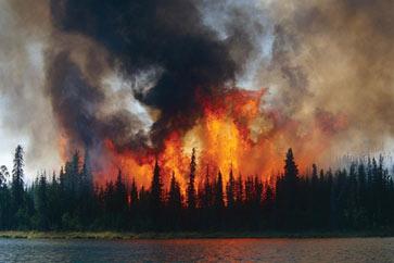 Изображение горящего леса.
