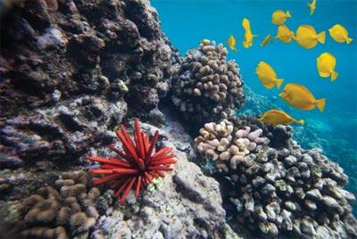 Photograph of a coral reef with a sea urchin yellow fish.