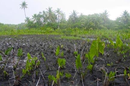 Picture of a sparse taro crop.